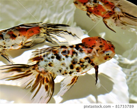 Goldfish, Azuma Nishiki, Azuma Nishiki, white body with black spots, red bump on head, red and black stripes on dorsal and tail fins Goldfish, Azuma Nishiki, Azuma Nishiki, white body with black spots, red bump on head, red and black stripes on dorsal and tail fins 81733789