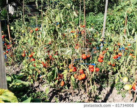 ripe tomato fruits on bushes tied to wooden poles in home garden in village on sunny summer day 81734008