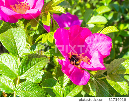 bumble bee collects pollen from pink flower of dog rose bush in sunny spring day 81734016
