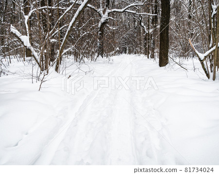 footpath and ski track in snow-covered city park in winter day footpath and ski track in snow-covered city park in winter day 81734024