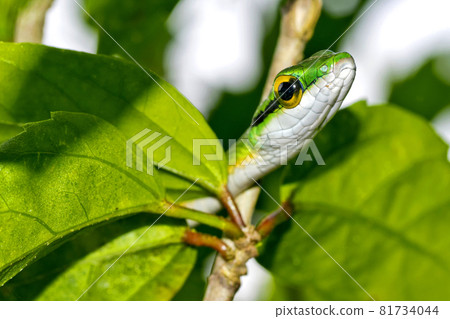 Parrot snake, Corcovado National Park, Costa Rica Parrot snake, Corcovado National Park, Costa Rica 81734044