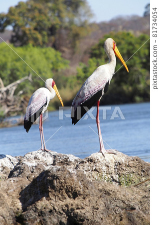 Yellow Billed Stork, Chobe National Park, Botswana 81734054