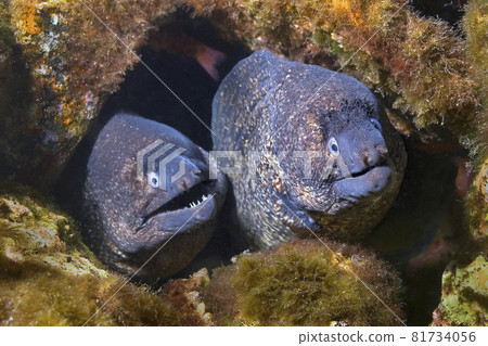 Mediterranean Moray, Cabo Cope-Puntas del Calnegre Natural Park, Spain Mediterranean Moray, Cabo Cope-Puntas del Calnegre Natural Park, Spain 81734056
