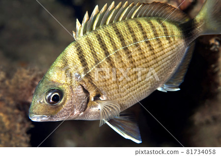 White seabream, Cabo Cope Puntas del Canegre Natural Park, Spain 81734058