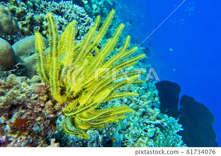 Sea Fan, Bunaken National Marine Park, Indonesia. 81734076