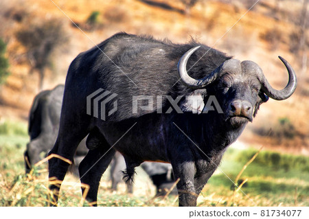 Buffalo, Chobe National Park, Botswana 81734077