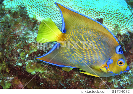 Queen Angelfish, Caribbean Sea, Playa Giron, Cuba 81734082