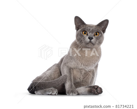 Burmese cat on white background 81734221