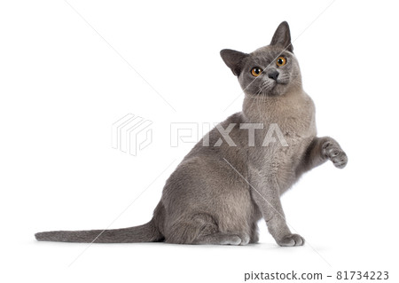 Burmese cat on white background Burmese cat on white background 81734223