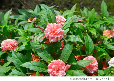 Balsam flower bloom in a garden with green background 81734318