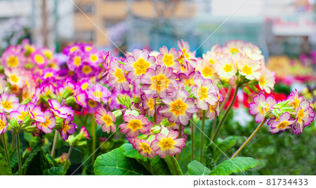 Many Primula Julian flowers are in bloom. It's cute and very beautiful. 81734433