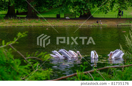 Pelicans swomming in the pond of St James's Park in  London. 81735176