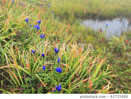 Siberian gentian in the marshland (Zao Ondanokami Garden Marshland) 81735988