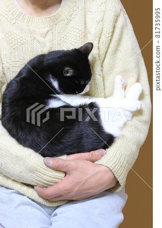 Cat sleeping in arms 81735995