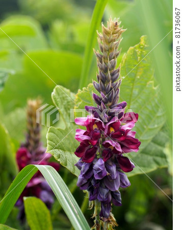 Kudzu flowers and buds (kudzu in Ishido Pond) 81736067