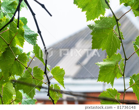 wet grape leaves in rain with blurred country house on background in Kuban region of Krasnodar krai in Russia 81736148