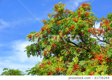 Rowan berries on the mountain trail of Mt. Chokai, which straddles Akita and Yamagata prefectures in Kisakata-cho, Nikaho city, Akita prefecture Rowan berries on the mountain trail of Mt. Chokai, which straddles Akita and Yamagata prefectures in Kisakata-cho, Nikaho city, Akita prefecture 81736269