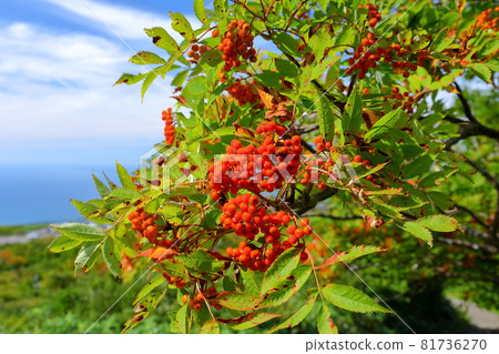 Rowan berries on the mountain trail of Mt. Chokai, which straddles Akita and Yamagata prefectures in Kisakata-cho, Nikaho city, Akita prefecture Rowan berries on the mountain trail of Mt. Chokai, which straddles Akita and Yamagata prefectures in Kisakata-cho, Nikaho city, Akita prefecture 81736270
