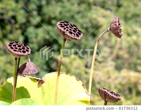 Lotus fruit 81736312