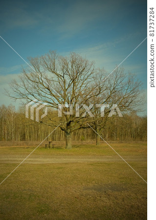 Two beautiful branched trees at the edge of the forest. Spring landscape. Vignette. 81737284