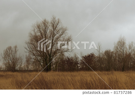 A beautiful branchy tree in the steppe in the evening. Autumn landscape. 81737286