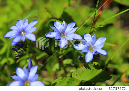 山形縣久美郡遊座町，跨越秋田縣和山形縣的鳥海山登山路線。 81737372