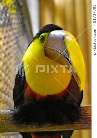 Toucan Vogel Park Matsue Vogel Park Shimane 81737393