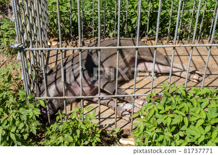 Wild boar caught in a cage 81737771