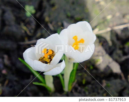 Bees collect nectar from small white spring flowers. Nature. Bees collect nectar from small white spring flowers. Nature. 81737913