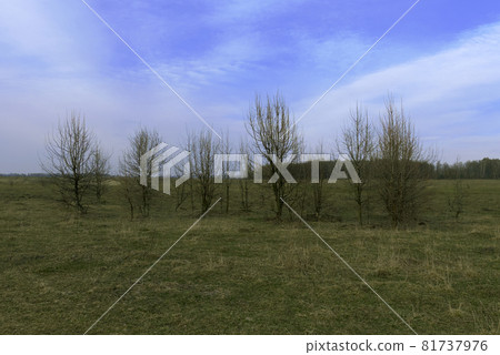 Several small trees in a field on a spring evening. Several small trees in a field on a spring evening. 81737976