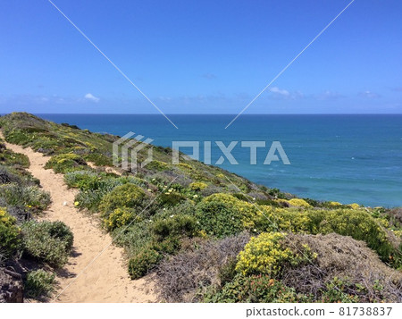 seascape, sea cliffs, tropical grass, yellow flowers, Atlantic water, warm sunny day, blue sky 81738837