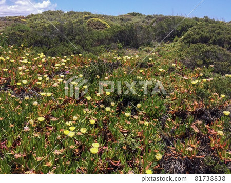 summer arid landscape, summer arid landscape, hot sunny day, tropical plants and flowers 81738838