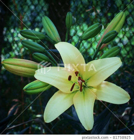Single large lily flower. A flower with large petals. 81738925