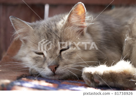 Muzzle of a sleeping gray cat, close-up. Portrait of a sleeping domestic cat. 81738926