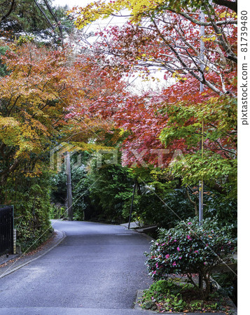 鎌倉開藏寺參道上的秋葉 81739480