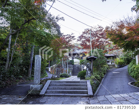 Autumn leaves of Kamakura / Kurakuraji Autumn leaves of Kamakura / Kurakuraji 81739510