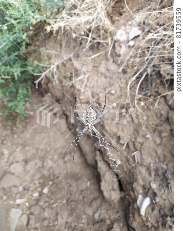 a large steppe spider on a web waiting for a victim a large steppe spider on a web waiting for a victim 81739559