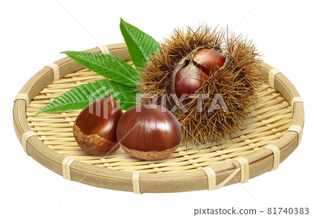 Maru chestnut chestnut illustration real set colander Maru chestnut chestnut illustration real set colander 81740383