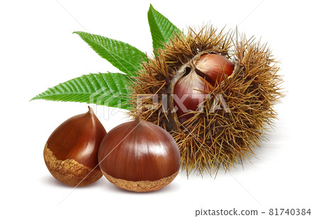 Chestnut burr chestnut illustration realistic set Chestnut burr chestnut illustration realistic set 81740384