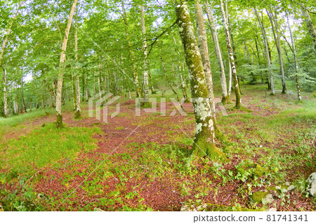 Forest Landscape, Valderejo Natural Park, Spain Forest Landscape, Valderejo Natural Park, Spain 81741341