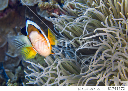 Clark s Anemonefish, Bunaken National Marine Park, North Sulawesi, Indonesia 81741372