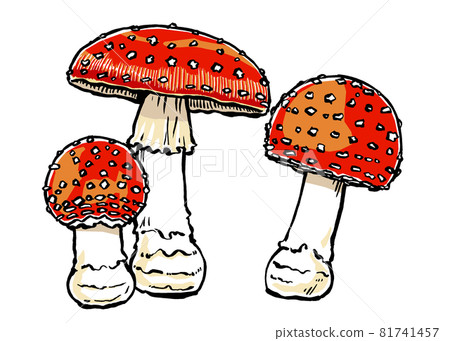 三種不同生長階段的飛木耳,毛筆劃和啞光畫 三種不同生長階段的飛木耳,毛筆劃和啞光畫 81741457
