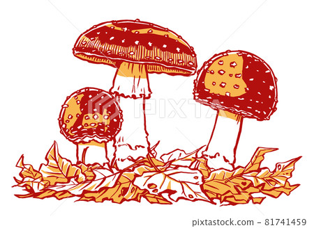 Three fly agaric with different growth stages in the fallen leaves, drawn with a brush and painted in two colors Three fly agaric with different growth stages in the fallen leaves, drawn with a brush and painted in two colors 81741459