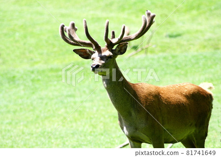 Fallow deer (Dama dama) Fallow deer (Dama dama) 81741649