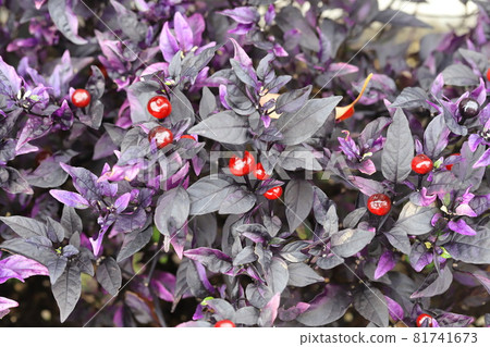 紫辣椒果實 紫辣椒果實 81741673