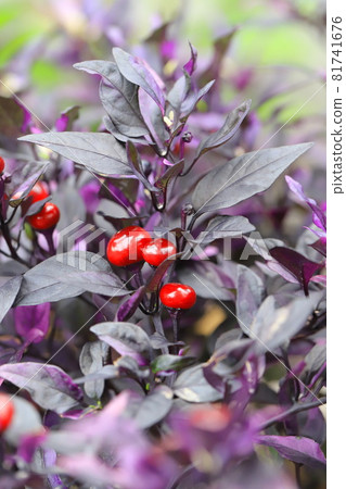 Purple pepper fruit 81741676