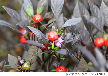 黑珍珠 - 紫色的花朵和紅色的大果子 81742011