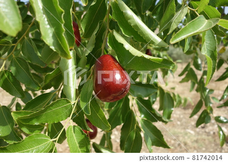 Mature jujube fruit 81742014