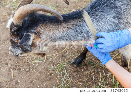Veterinarian woman with syringe holding and injecting goat on ranch background. Young goat with vet hands, vaccination in natural eco farm. Animal care, modern livestock, ecological farming. 81743015
