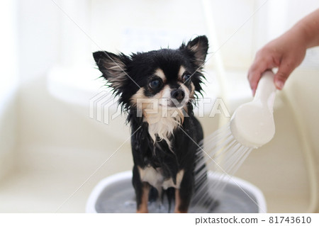 Dog shampoo trimming chihuahua 81743610